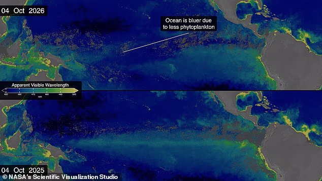 EL-NINO TA’SIRIDA TINÇ OKEANI SUVI RANGI ÖZGARMOQDA